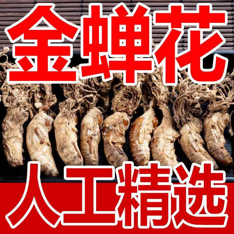 大别山正品野生精选金蝉花金蚕花婵花虫草知了花50g煲汤泡酒