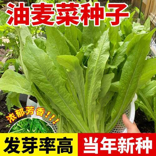 甜脆油麦菜种子清香无斑