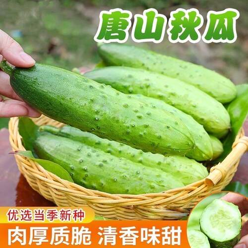 唐山秋瓜种子秋黄瓜高产水果黄瓜阳台盆栽春季秋季易播种蔬菜种子