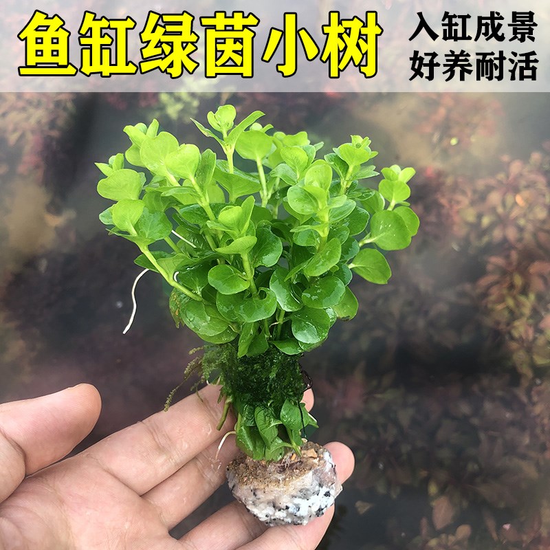 绿茵小树鱼缸造景装饰水草植物淡水定植水草懒人生态缸造景