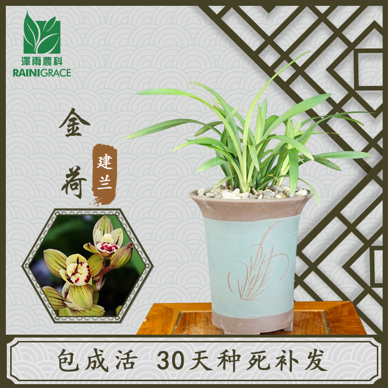 建兰【金荷】(花期:6月-11月)荷瓣浓香兰花苗室内花卉绿植盆栽