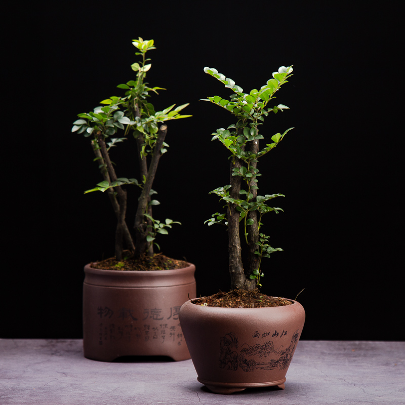 小叶紫檀盆景榆树榕树植物盆栽树桩客厅办公室内花卉绿植观叶植物