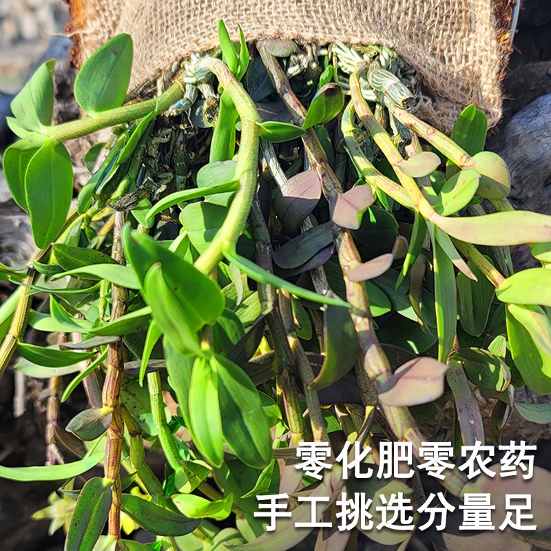 铁皮石斛苗盆栽石斛兰花可食用药材盆景造景花卉植物木桩花盆种好