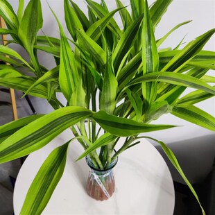 金边富贵竹带根大叶水培绿植易养活办公室卧室客厅茶几办公桌花卉
