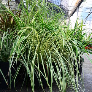 庭院观赏草花镜植物金叶石菖蒲箱根草麦冬墨西哥羽毛草粉黛乱子草