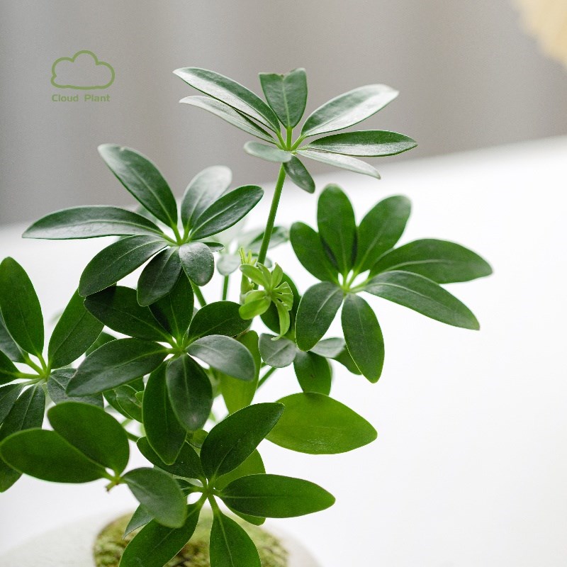生日礼物鸭脚木办公室内桌面迷你小盆栽绿植好养植物创意乔迁礼物