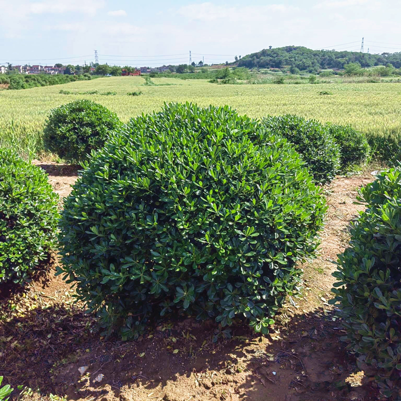 海桐球树苗庭院行道四季常青浓香风景树园林绿化篱笆植物海桐小苗