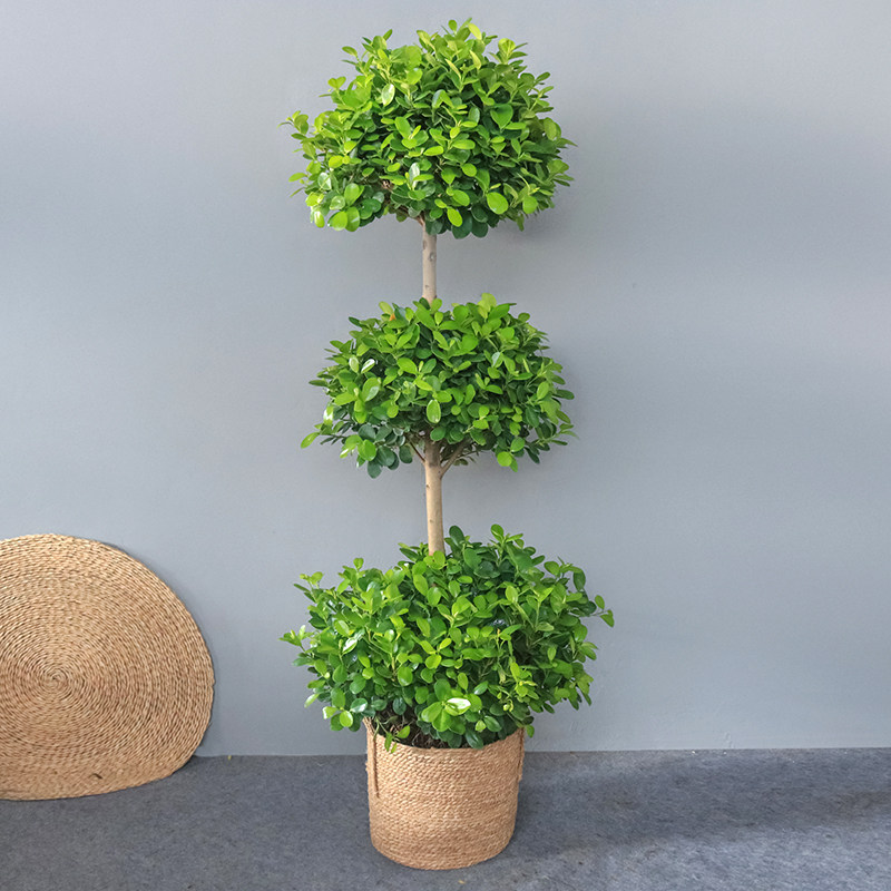 火山榕大型盆栽摇钱树圣诞树办公室室内常绿常用吸粉尘绿植包邮