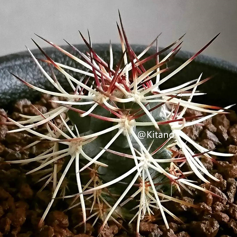 达氏青花虾实生黄绿花鹿角柱属多肉植物稀有品种办公室小盆栽