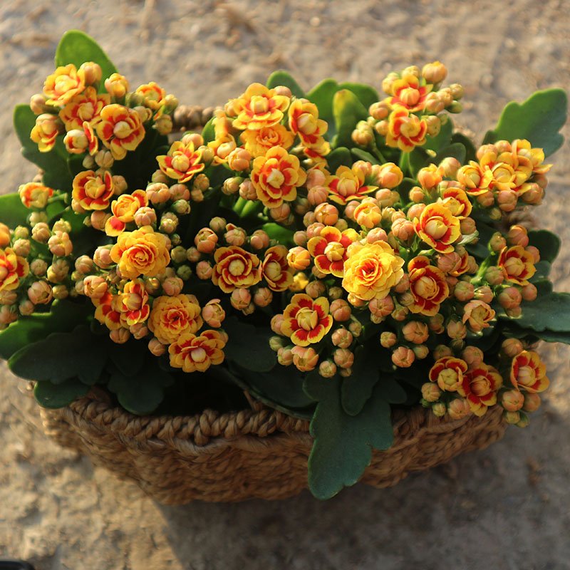 新品稀有洛桑女神金丝雀大花重瓣长寿花卉植物室内阳台庭院客厅