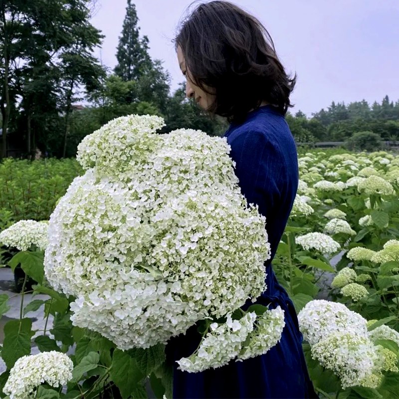 粉色贝拉安娜绣球花苗耐热耐寒乔木绣球白色大花盆栽庭院植物大苗