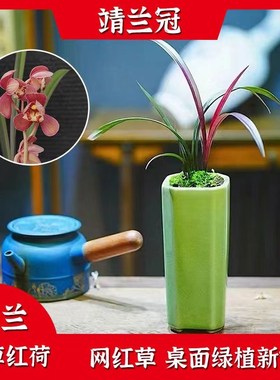 兰花红草红荷夏带花苞十大名贵艺草大苗正宗大红色荷瓣网红草建兰