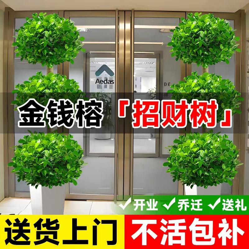 金钱榕客厅室内大型招财摇钱树盆栽办公室绿植开业送礼发财树盆景