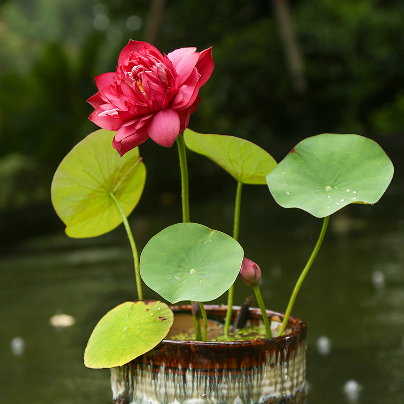 微型碗莲种藕根茎成品苗带花苞迷你小荷花小微莲水培水生观赏植物