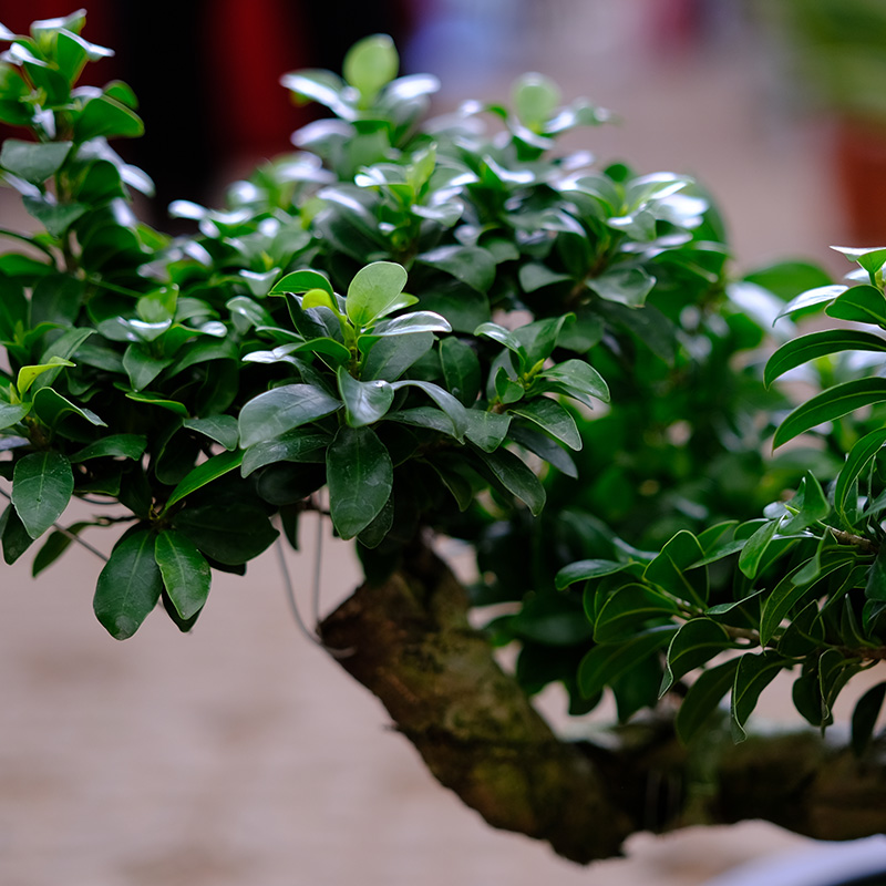 金叶子小叶榕树人参榕盆景8造型S型室内外阳台庭院四季常青绿植