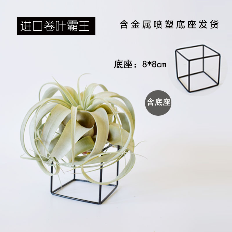 空气凤梨 净化空气无土植物 卷叶霸王 单品包邮 (多种型号)