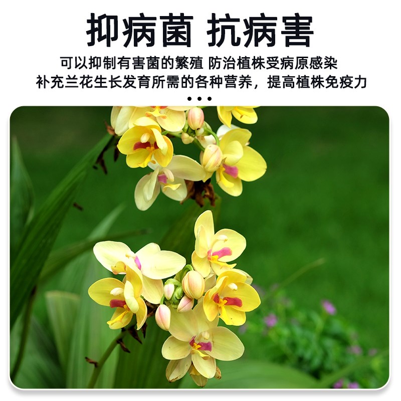 兰灵王兰花专用营养液兰陵王肥料君子兰蝴蝶兰杀菌药多箭素爆芽素