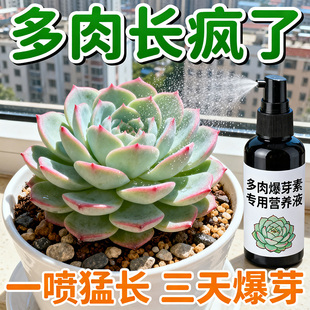 爆芽素多肉专用促芽催芽分化叶插花卉植物多肉爆芽素通用型营养液