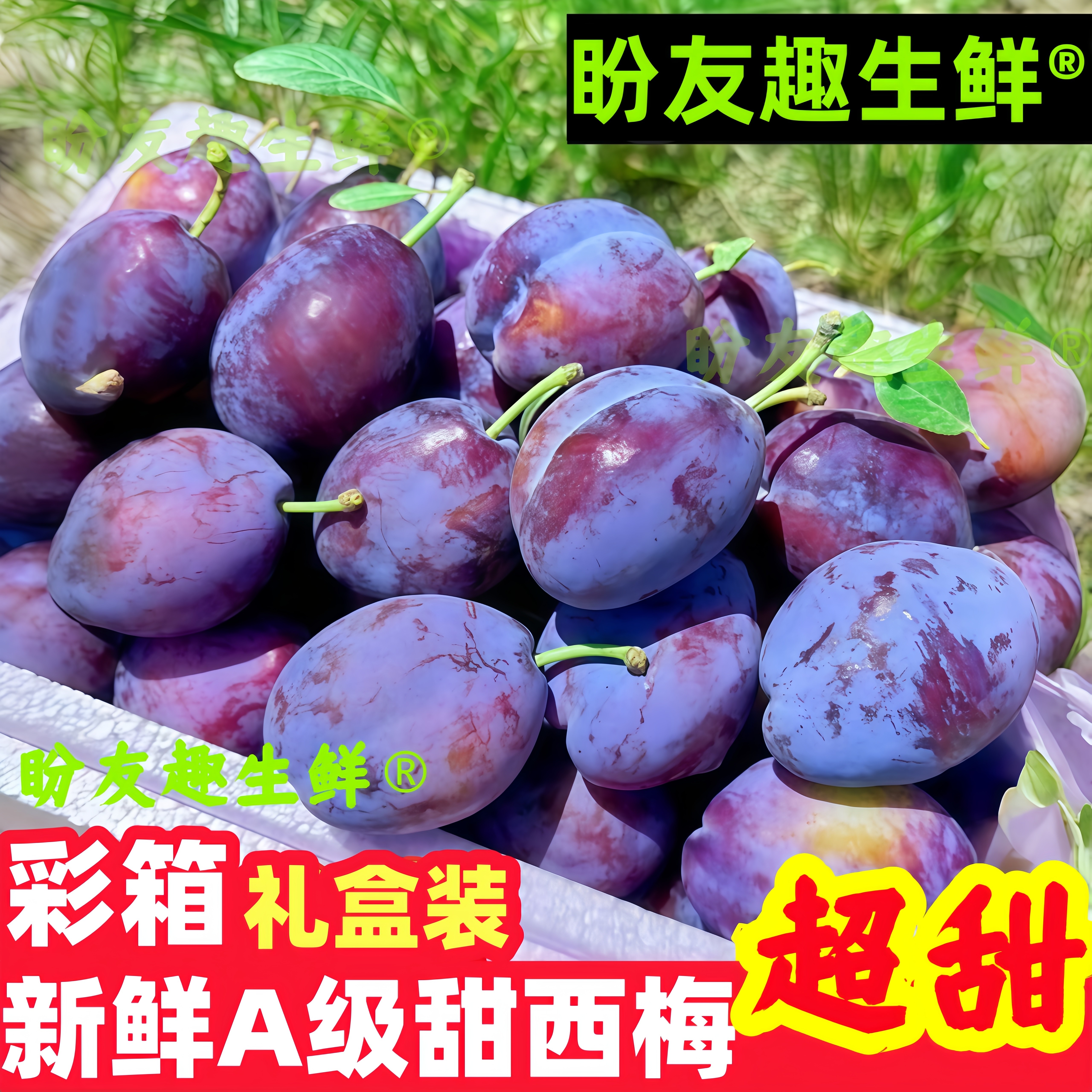 【彩箱礼盒装】26年头茬特级新鲜西梅蓝密大西梅新鲜采摘非法兰西
