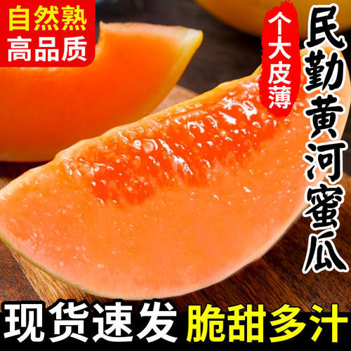 民勤蜜瓜甘肃民勤沙漠黄金蜜瓜金红宝现摘香甜多汁应季新鲜水果