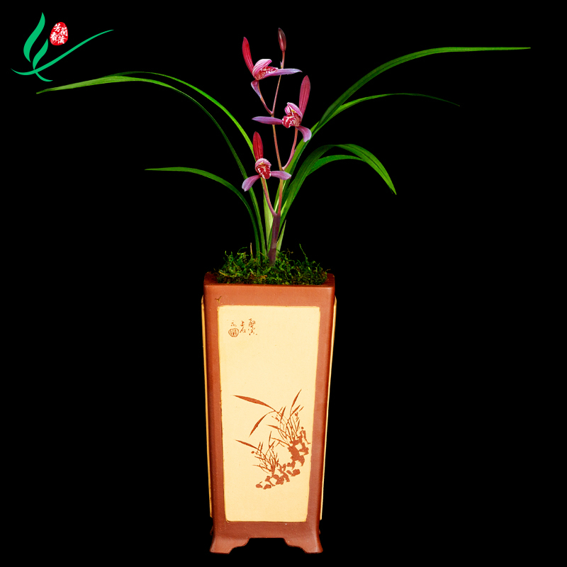 建兰兰花四季墨宝浓香花卉盆景盆栽土绿植兰带草植物花苞名贵苗春