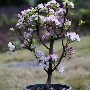 西府海棠老桩盆景耐寒庭院地栽高杆卉垂丝海棠风景树