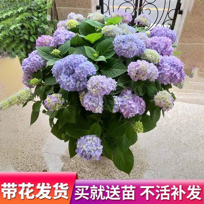 无尽夏绣球花苗盆栽大花室内阳台多季开花八仙花耐寒庭院地栽花苗