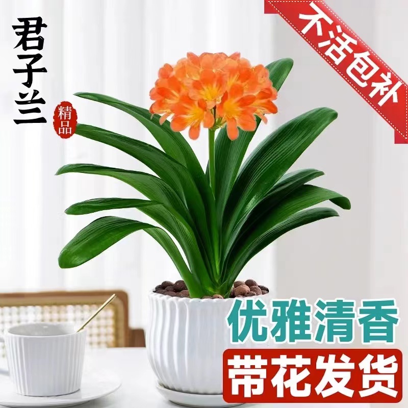 君子兰盆室内桌面红色君子兰花客厅花卉绿植四季易活好养植物盆景