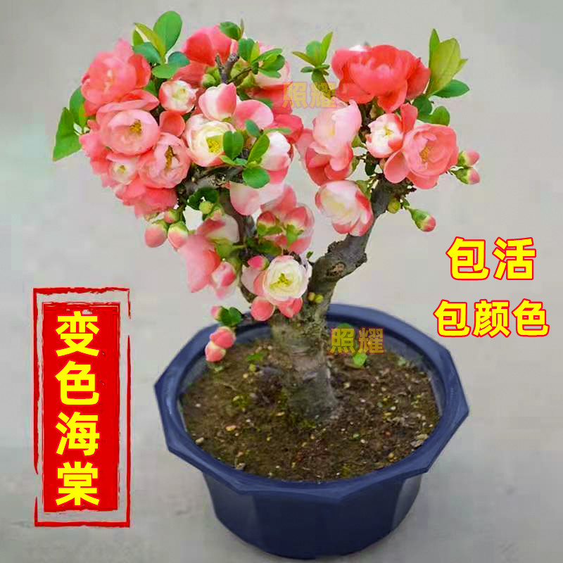变色海棠花盆栽室内阳台耐寒植物四季开花庭院彩玉海棠花树苗好养