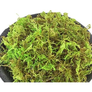 蘭花 飾 育苗種植苗木嫁接干苔蘚石斛水草青苔 寵物龜冬眠墊 苗裝