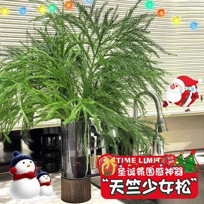 天竺少女松鲜切枝圣诞树真树松枝桌面水培绿植圣诞松树枝插花家用