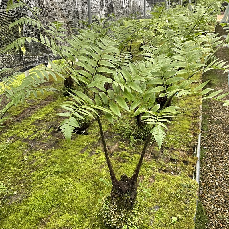 狗脊蕨类植物造景盆栽一叶禅蕨类绿植室网红蕨类室内苔藓球蕨类