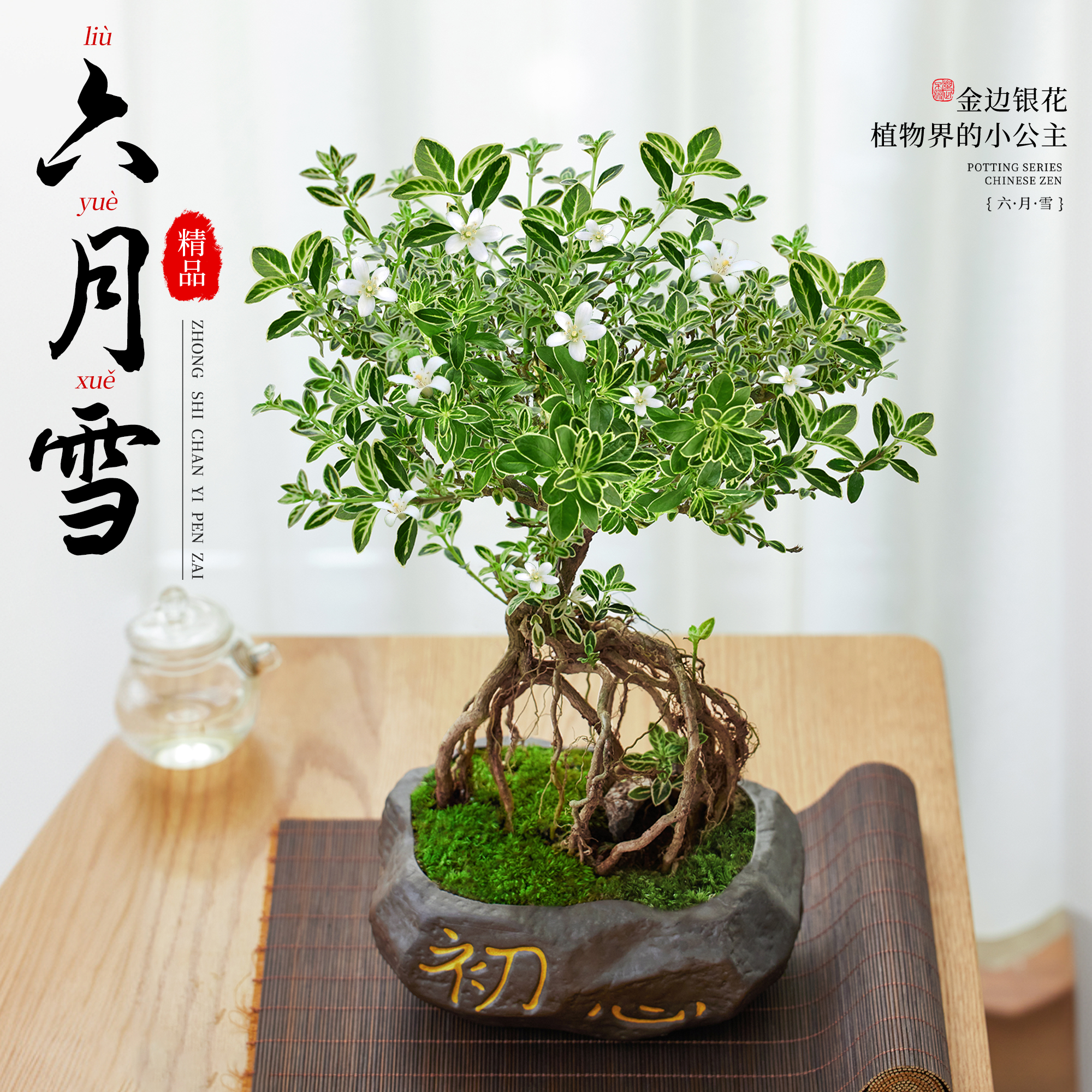 提根六月雪四季盆栽植物室内好养办公室桌面带盆景花苞开花小绿植