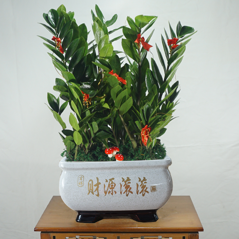 金钱树盆栽客厅室内办公室桌面新房开业送礼招财好养花卉观叶植物