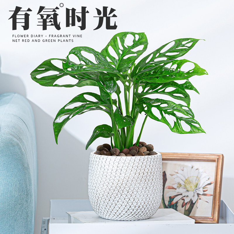 仙洞龟背竹盆栽多孔爬藤室内好养植物耐阴净化空气北欧绿植洞洞花,鲜花速递/花卉仿真/绿植园艺,绿植,淘宝优惠券,粉丝福利购,淘宝优惠卷