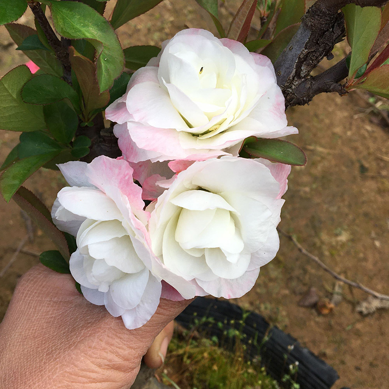 新品种彩玉海棠花盆栽室内外种植耐寒植物四季开庭院阳台盆景树苗