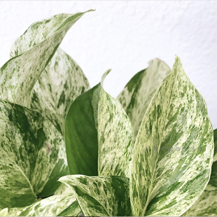 大理石皇后快乐叶子花叶绿萝盆栽好养办公室内桌面绿植物长藤垂吊