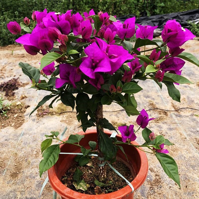 三角梅原盆原土云南紫盆栽带花四季开花植物阳台庭院好养活花卉
