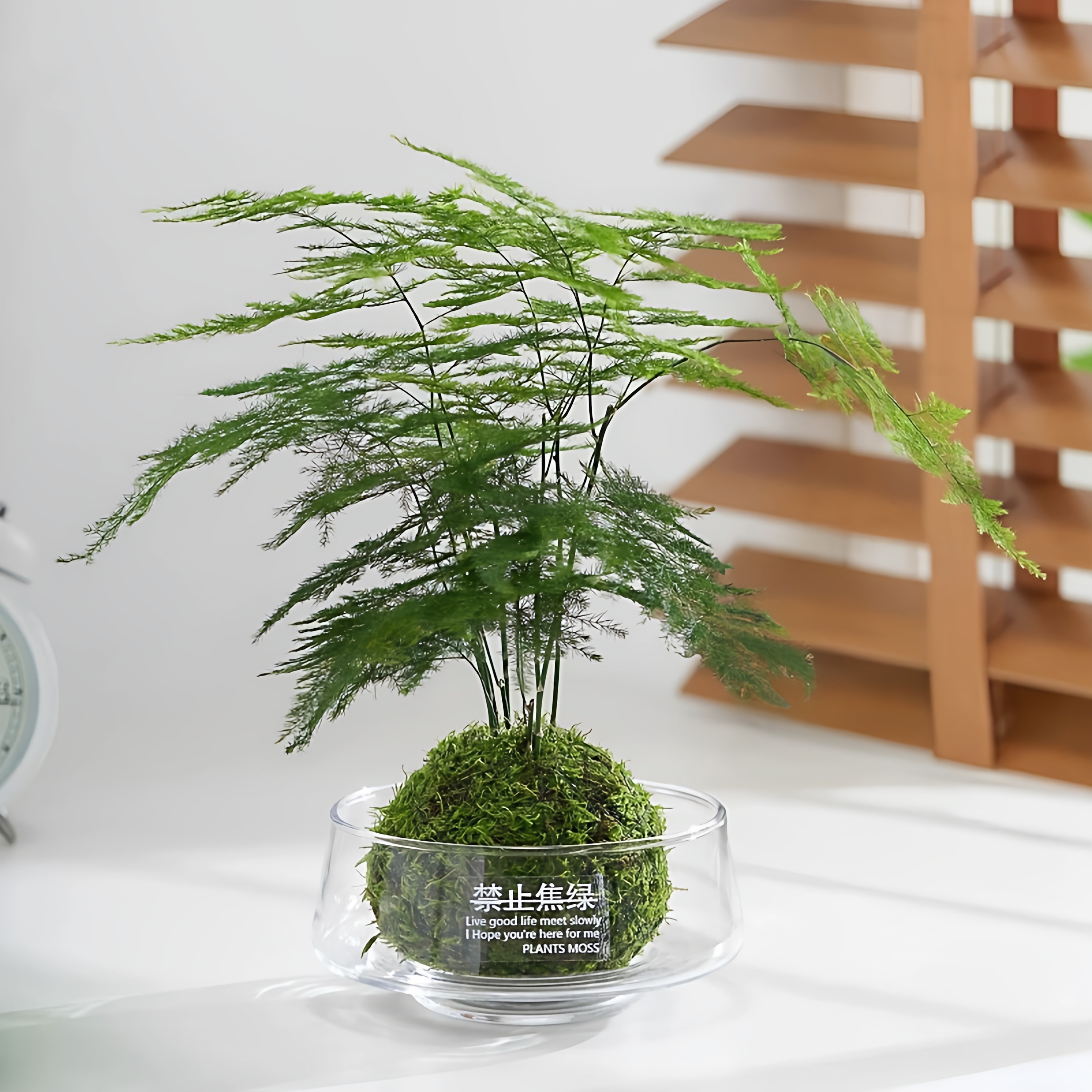 2026新款春节禁止焦虑透明玻璃花瓶文竹苔藓球花盆办公室桌面盆栽,家居饰品,花盆,淘宝优惠券,粉丝福利购,淘宝优惠卷