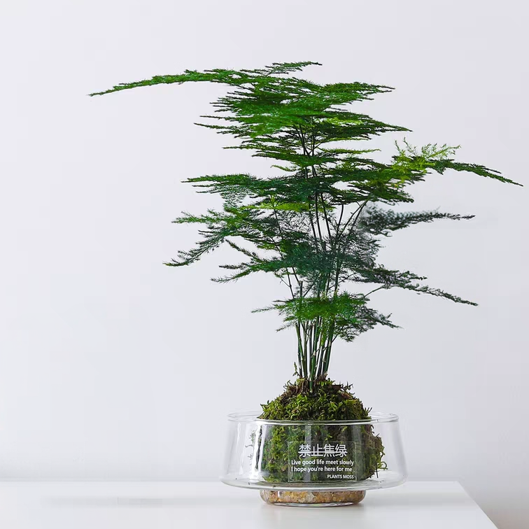 加厚大口玻璃花瓶透明水养发财树苔藓球花盆办公室桌面绿植盆栽,家居饰品,花盆,淘宝优惠券,粉丝福利购,淘宝优惠卷