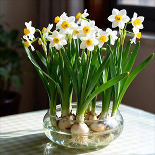 【水仙专用花盆】玻璃花瓶碗莲铜钱草绿植水培器皿加厚透明乌龟缸