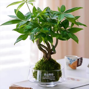 玻璃花瓶透明大口径水培植物办公室桌面苔藓花盆酒店装饰花器摆件