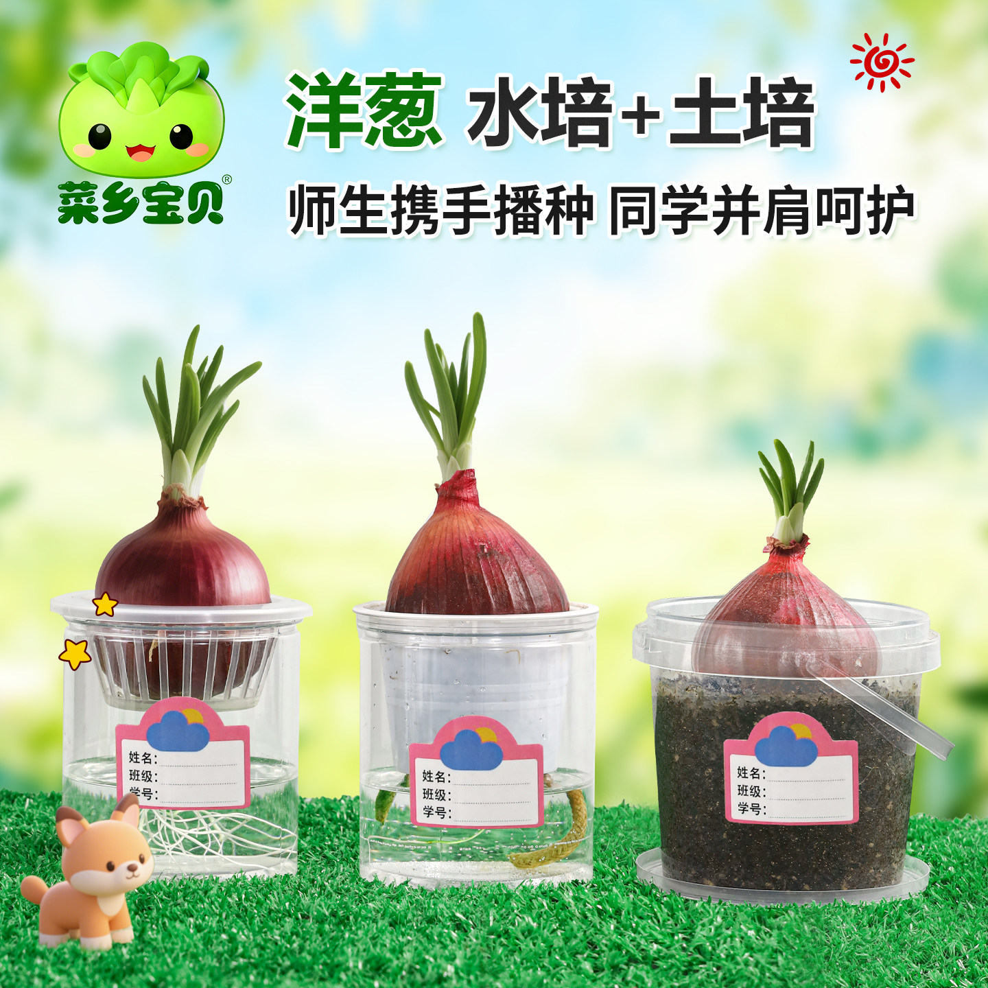 【菜乡宝贝_洋葱水培土培】老师推荐幼儿园儿童块茎类盆栽种植