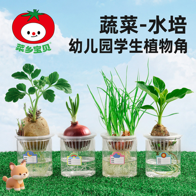 水培蔬菜植物生长日记大蒜胡萝卜