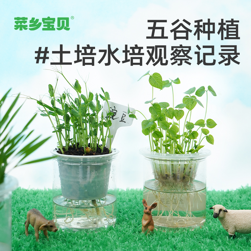 五谷类种植观察绿豆红豆土培水培