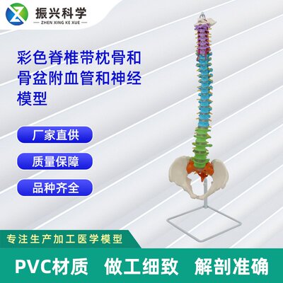 彩色脊椎带枕骨和骨盆附血管和神经模型 正骨骨科教学模型