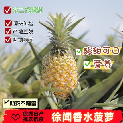 【酸食爱好徐闻香水菠萝】新鲜水果产地直发酸甜营养丰富当季菠萝