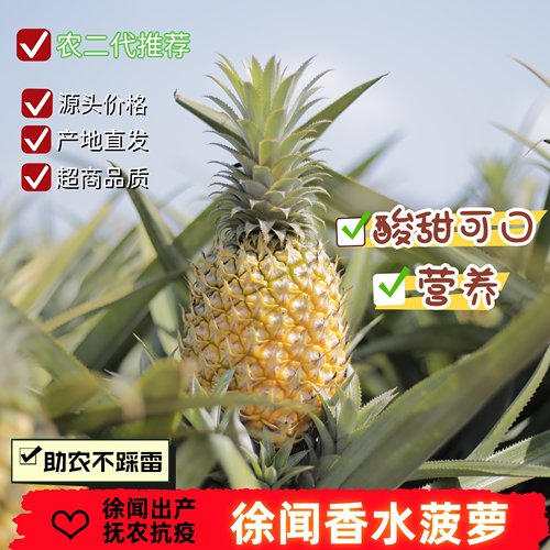 徐闻香水菠萝新鲜水果产地直发