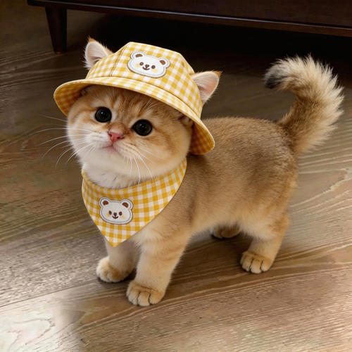 乖主人猫咪帽子露耳朵夏季专用