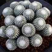 粉花精巧殿仙人球自根开花仙人掌类多肉植物小盆栽趴刺精品稀有